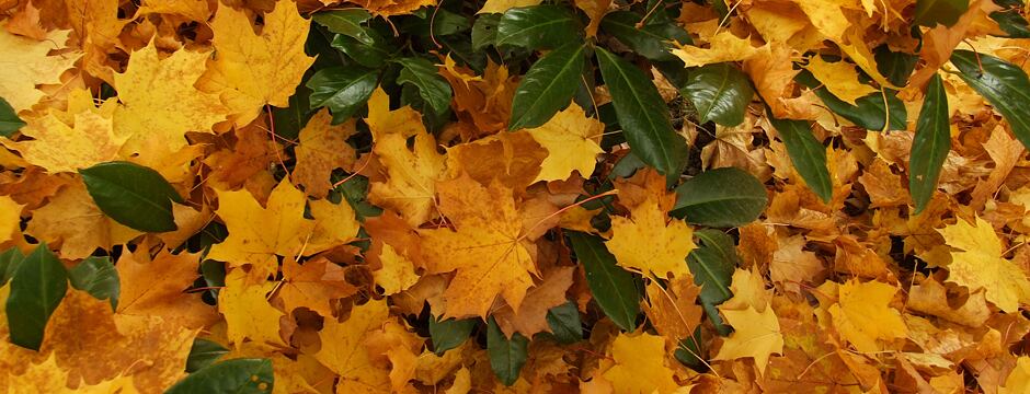 Listí na podzim - hrabat nebo nehrabat?